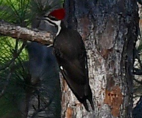 Pileated Woodpecker - ML421428551