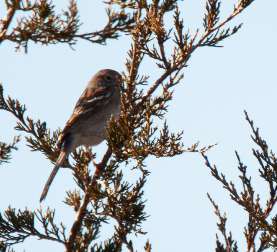 Field Sparrow - ML421430221