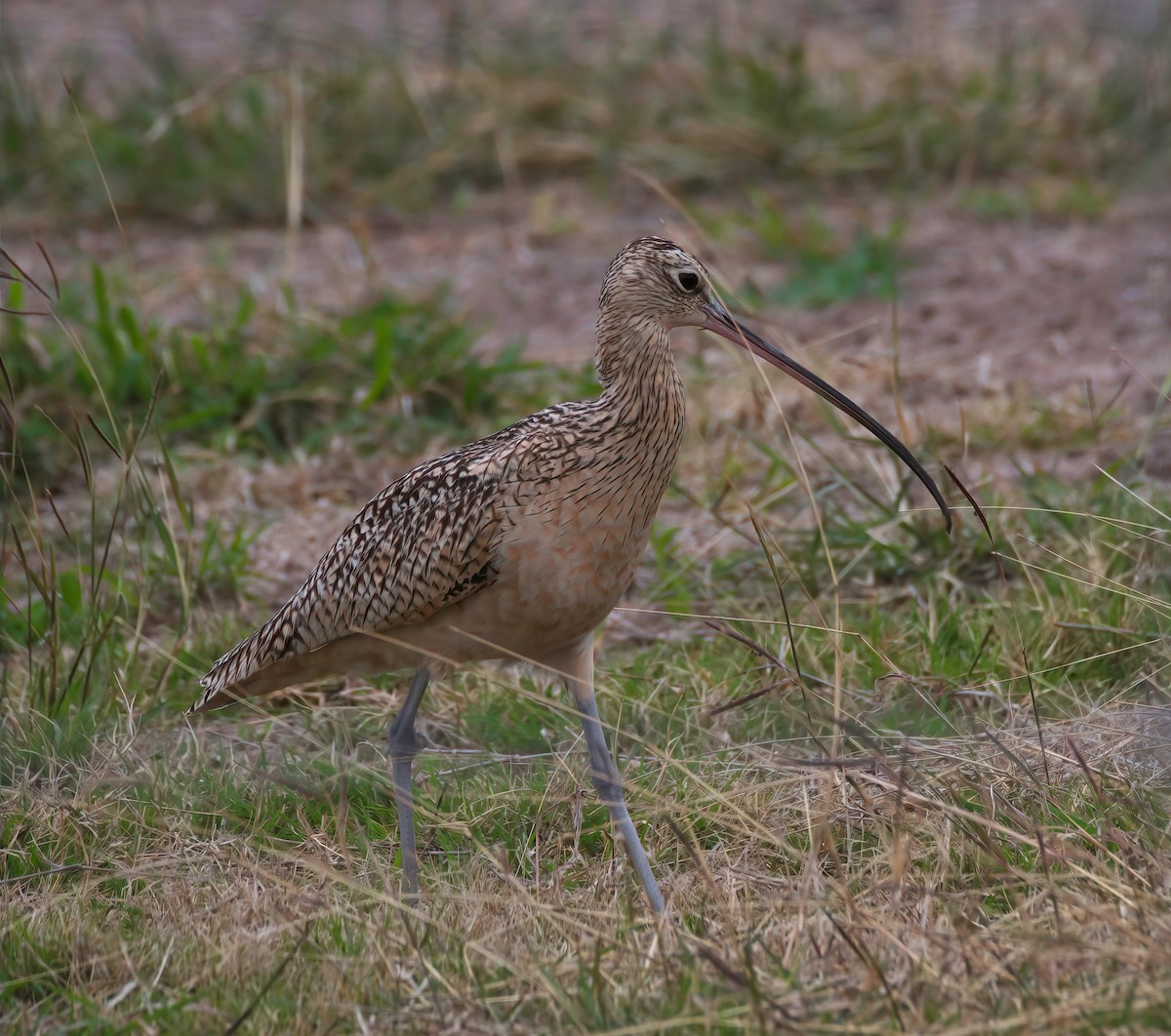 Long-billed Curlew - ML421432511