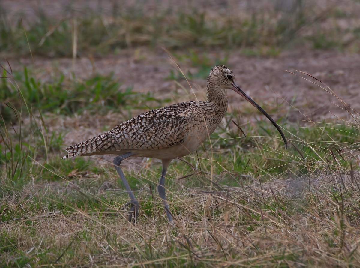 Long-billed Curlew - ML421432741