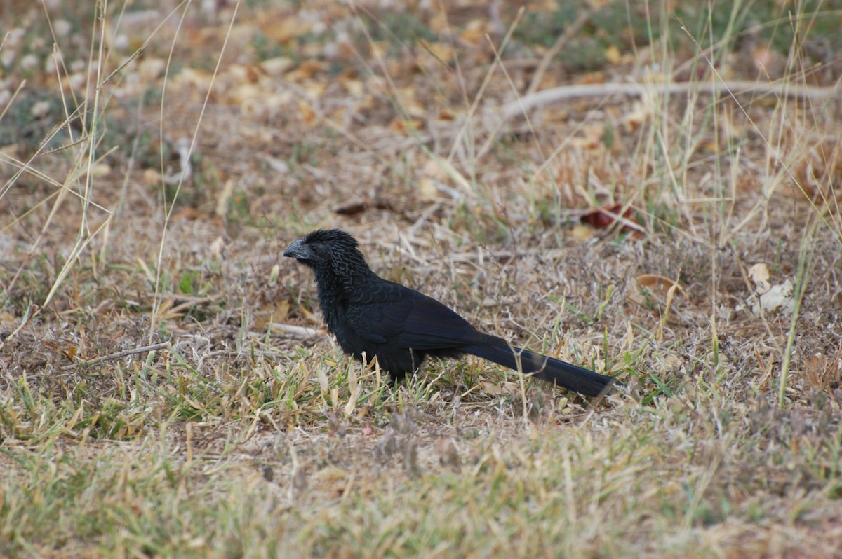 ebird-checklist-10-mar-2007-costa-rica-73-species