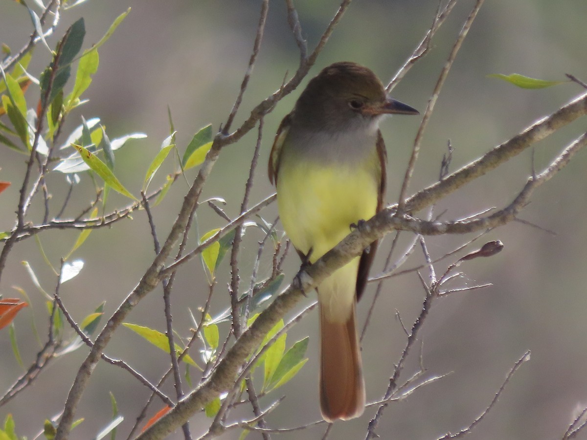 Great Crested Flycatcher - ML421437861