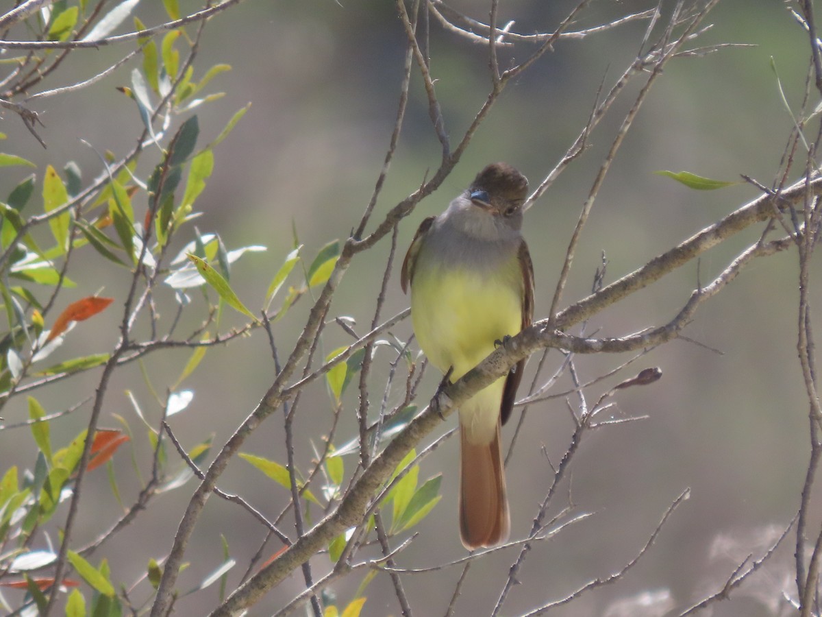 Great Crested Flycatcher - ML421437971