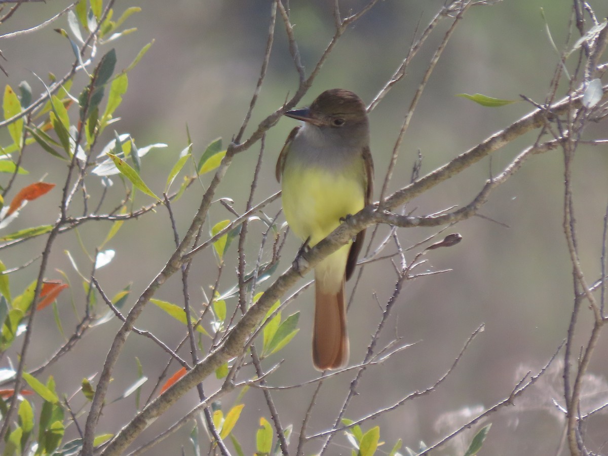 Great Crested Flycatcher - ML421438021