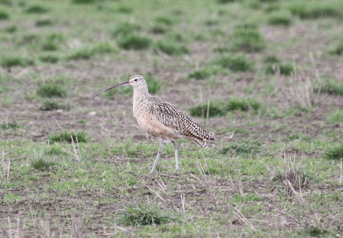 Long-billed Curlew - ML42144361