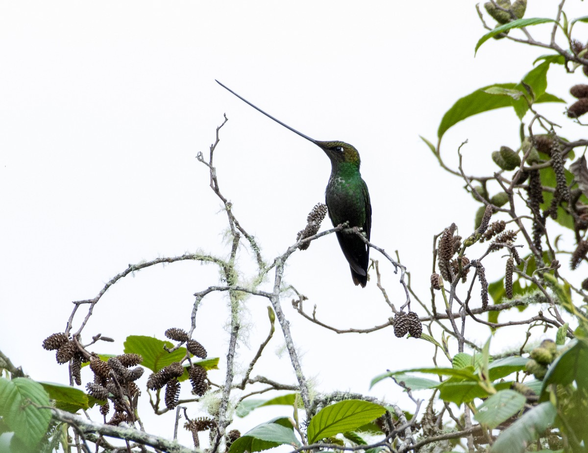 Sword-billed Hummingbird - ML421445791