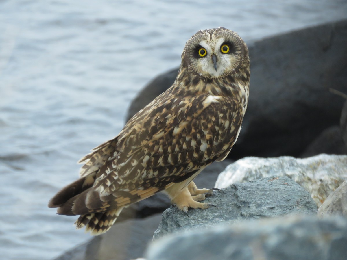 Short-eared Owl (Northern) - ML421451131