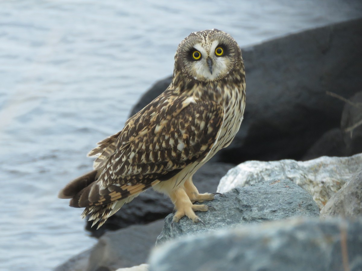 Short-eared Owl (Northern) - ML421451141