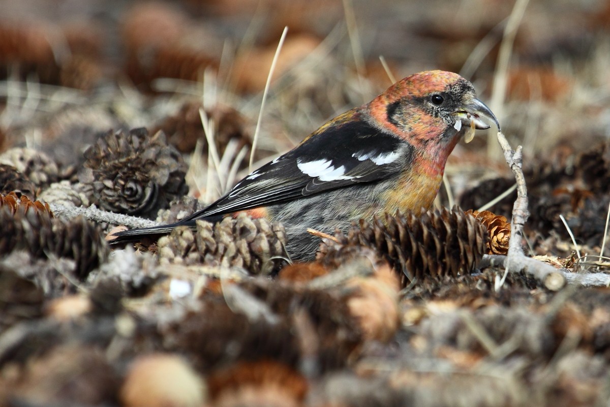 White-winged Crossbill - gord smith