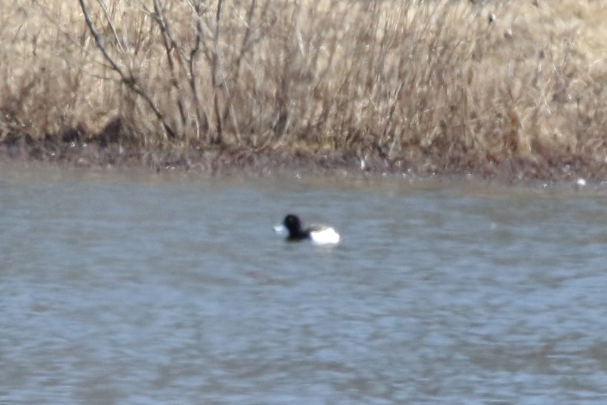 Tufted Duck - ML421454931