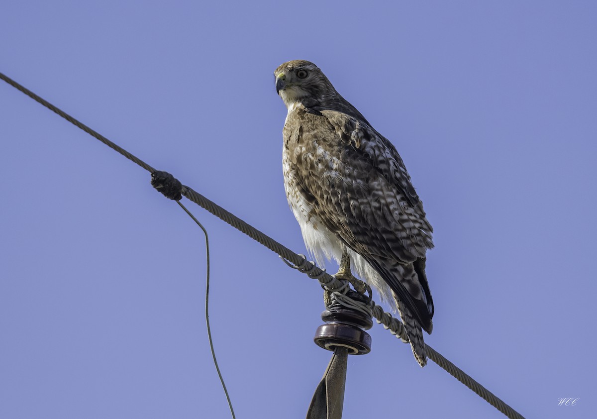 Red-tailed Hawk - ML421455861