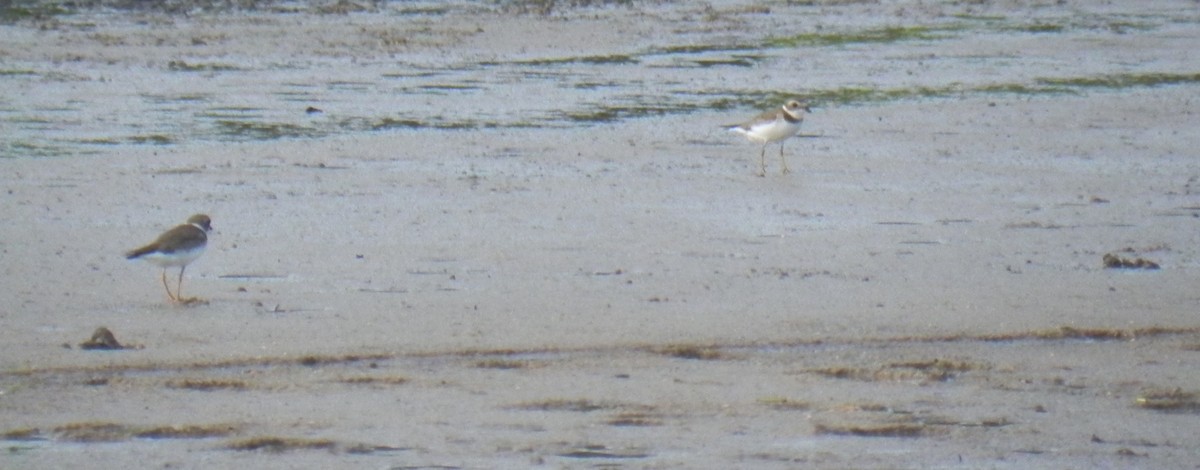 Semipalmated Plover - ML421460071