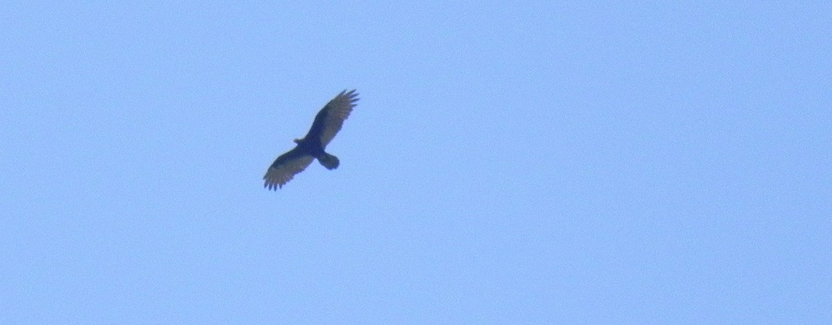 Lesser Yellow-headed Vulture - ML421460391