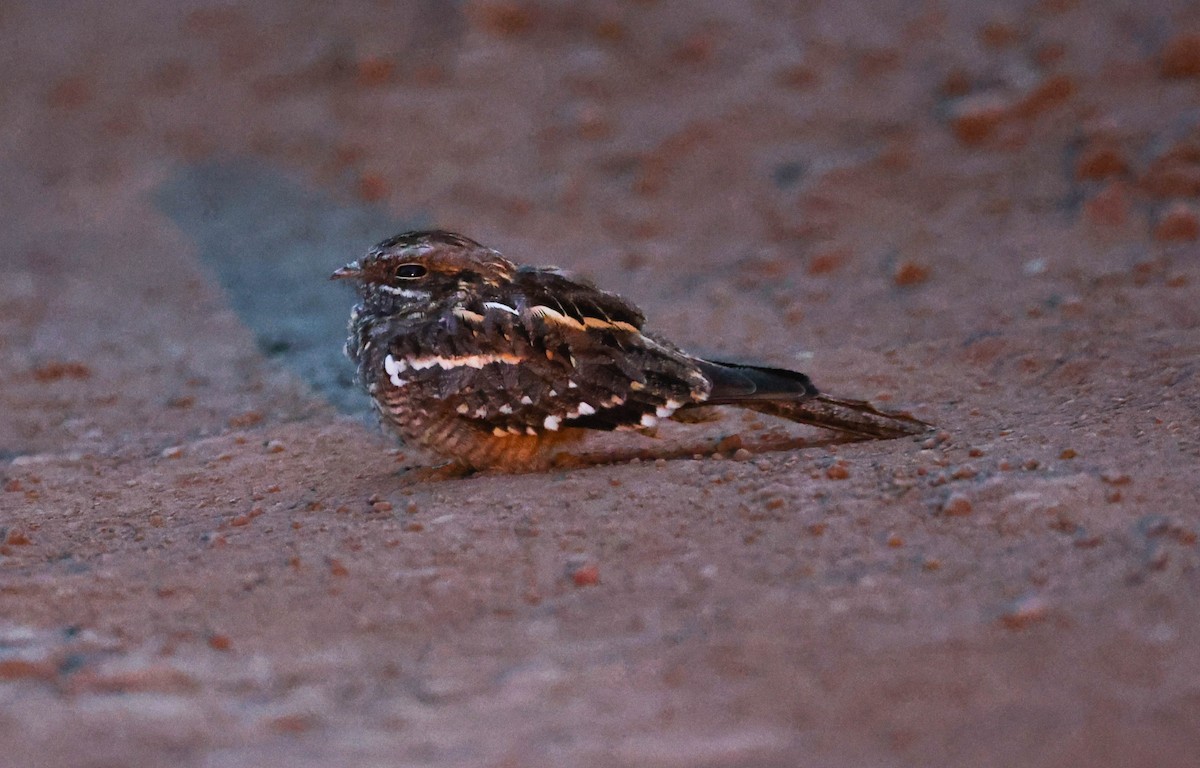 Slender-tailed Nightjar - Raymond  Birkelund