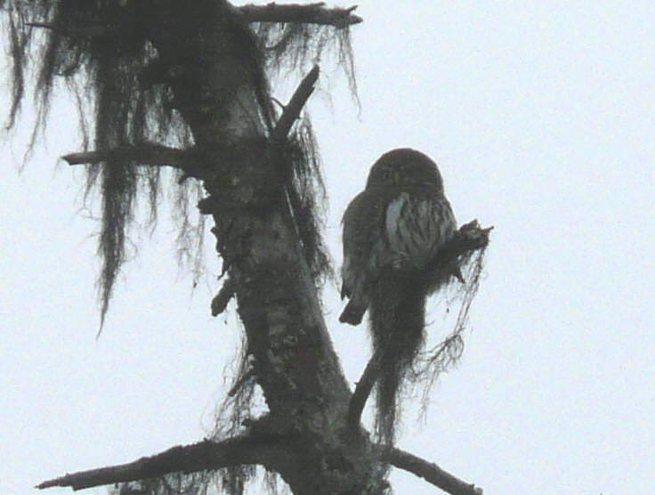 Northern Pygmy-Owl - ML42147331
