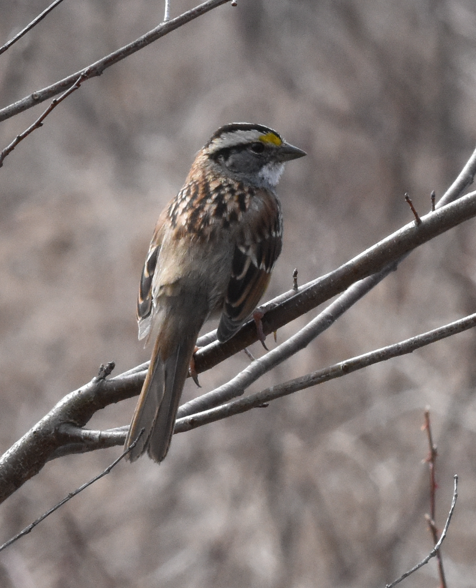 White-throated Sparrow - ML421474671