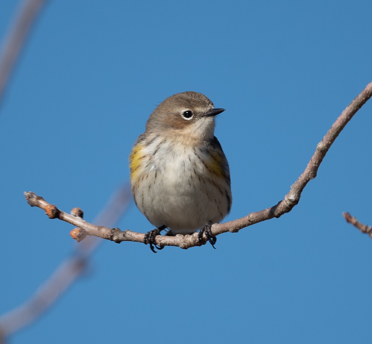Yellow-rumped Warbler (Myrtle) - Joe Donahue