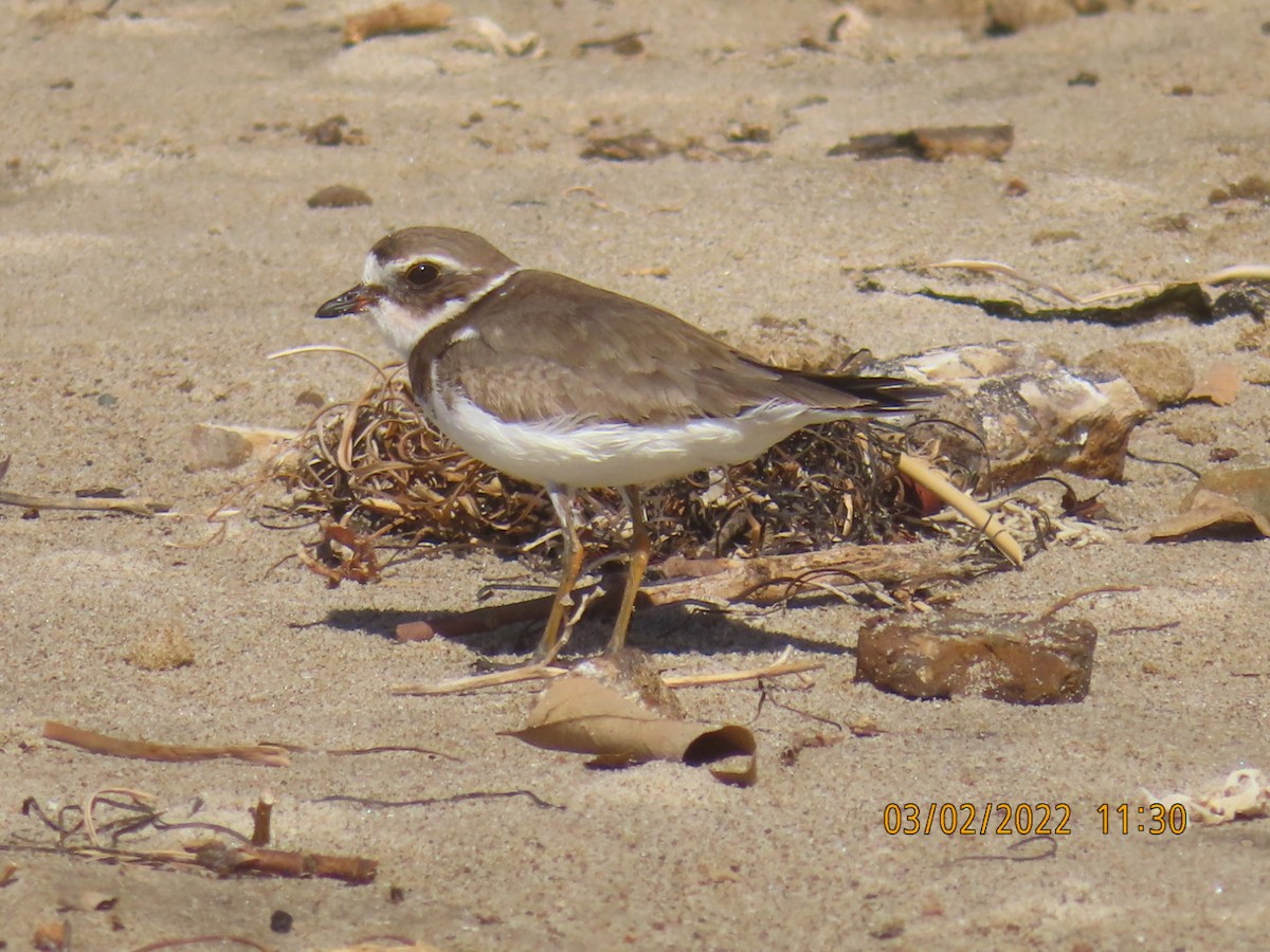 Semipalmated Plover - ML421485321