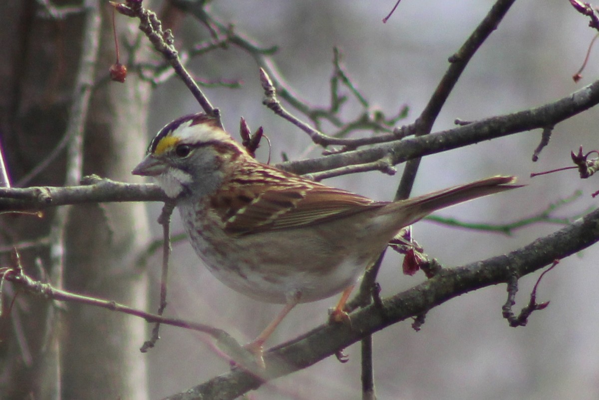 White-throated Sparrow - Garrett Layne