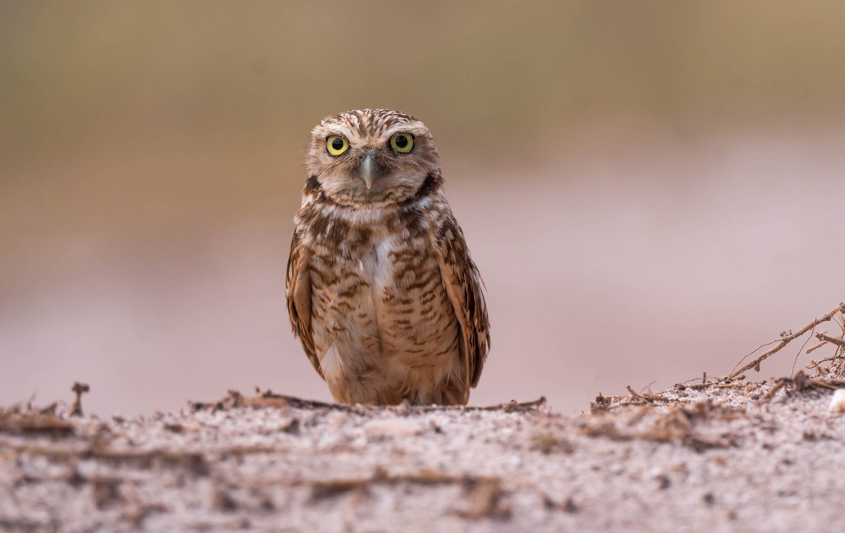 Burrowing Owl - ML421491131