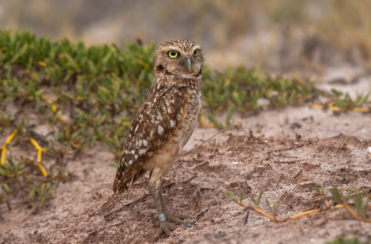 Burrowing Owl - ML421491191