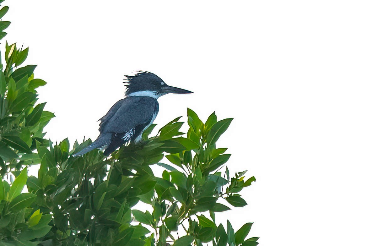 Belted Kingfisher - ML421495141