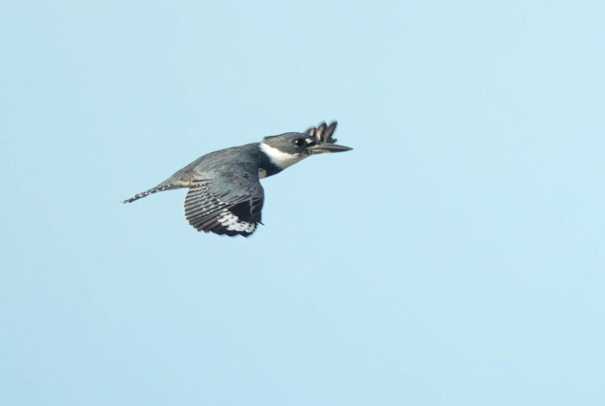 Belted Kingfisher - ML421495151