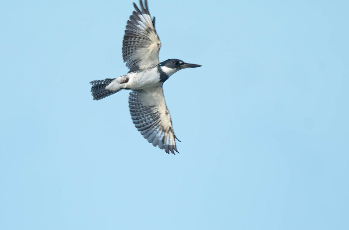 Belted Kingfisher - ML421495201