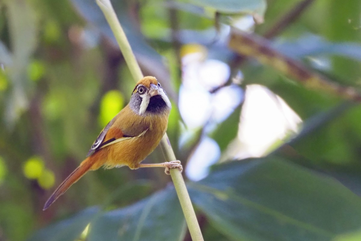 Black-throated Parrotbill (Buff-breasted) - ML421497771