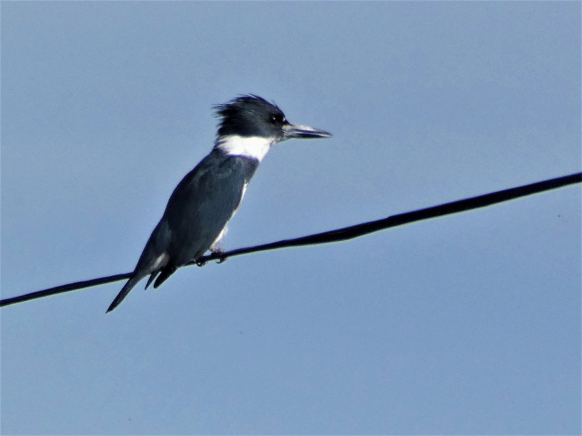 Belted Kingfisher - ML421498731