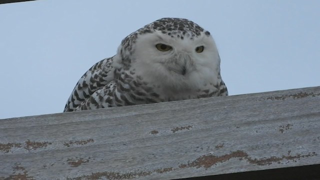 Snowy Owl - ML421503431