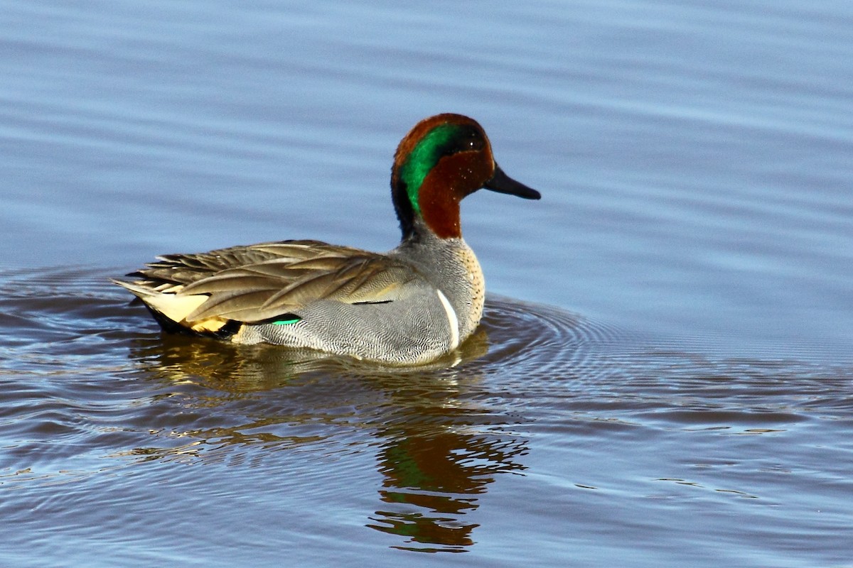 Green-winged Teal - ML42150401