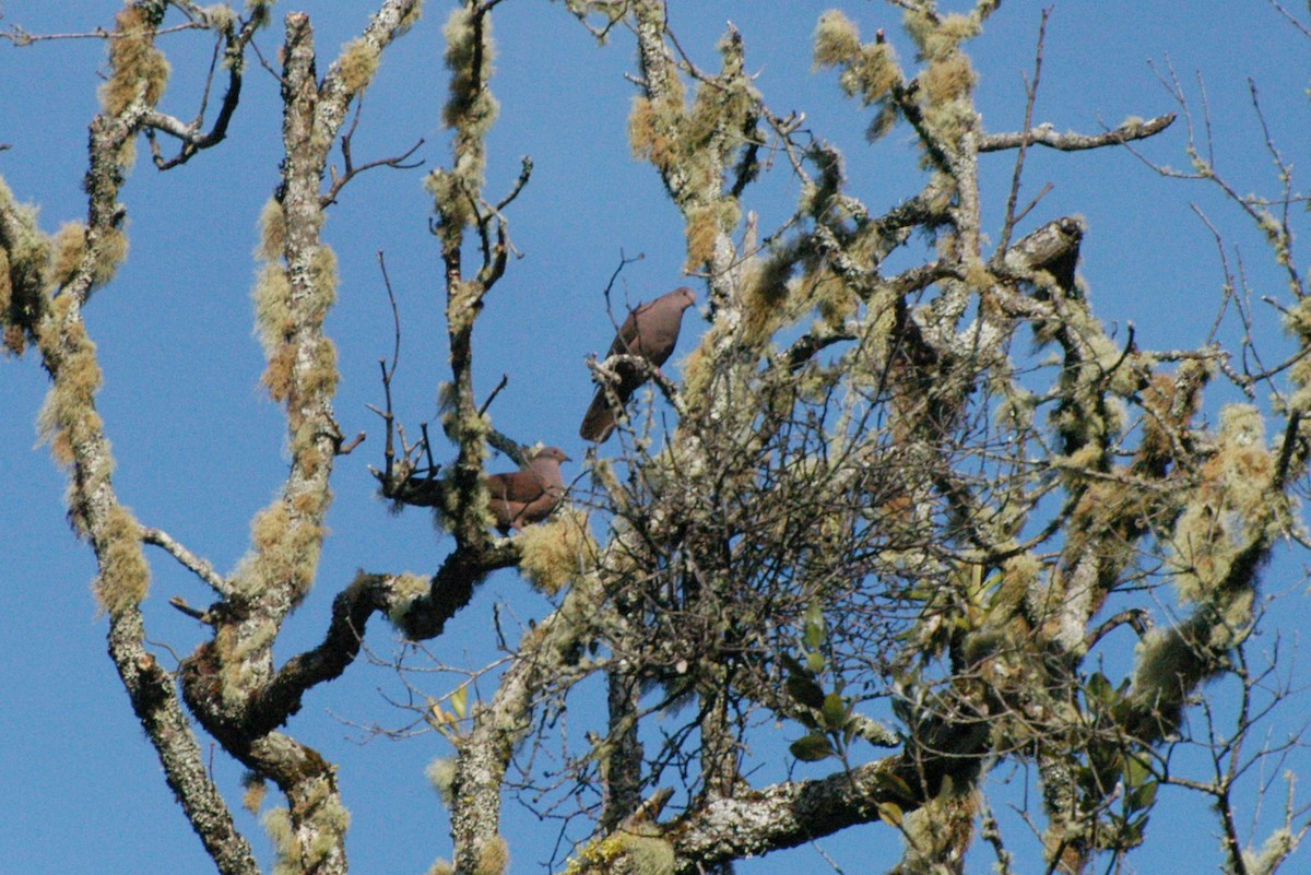ebird-checklist-16-mar-2007-costa-rica-46-species