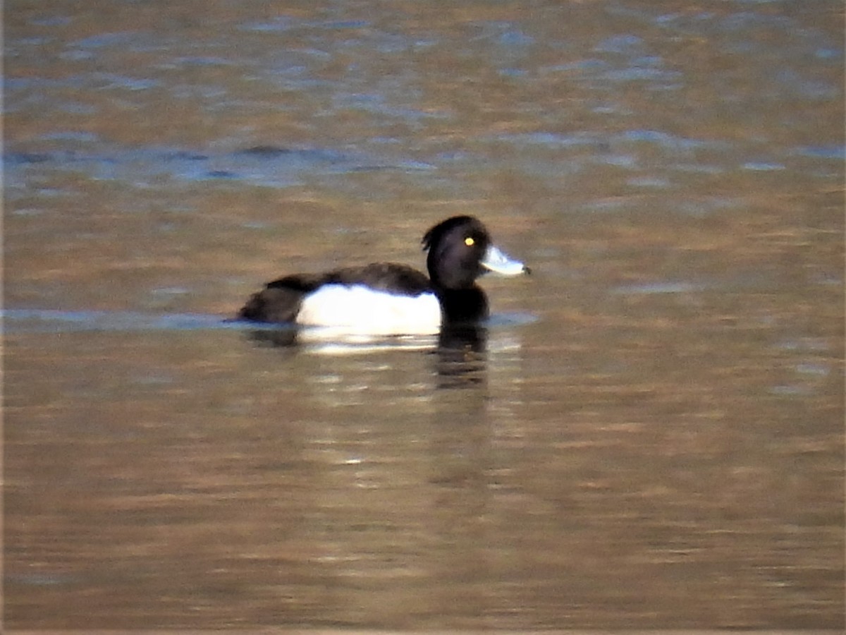 Tufted Duck - Patricia and Richard Williams