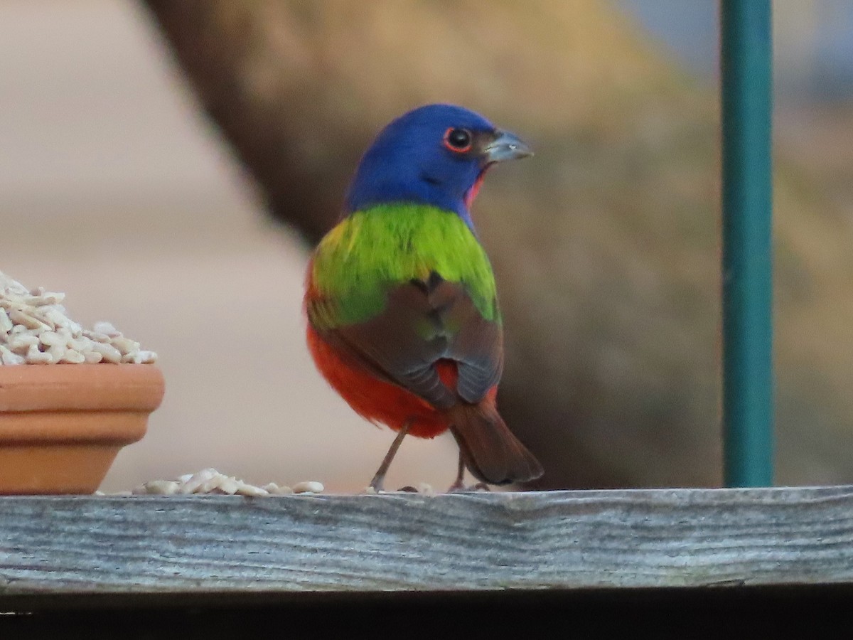 eBird Checklist 2 Mar 2022 stakeout Painted Bunting, Myersville