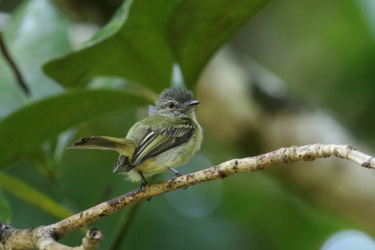 Gray-crowned Flatbill - ML421506331
