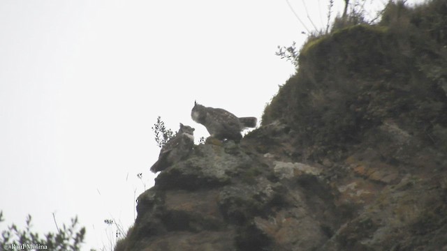Great Horned Owl - ML421509381