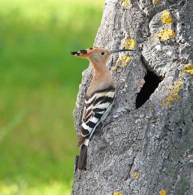 Bird at Potential Nest Site. - Eurasian Hoopoe - 