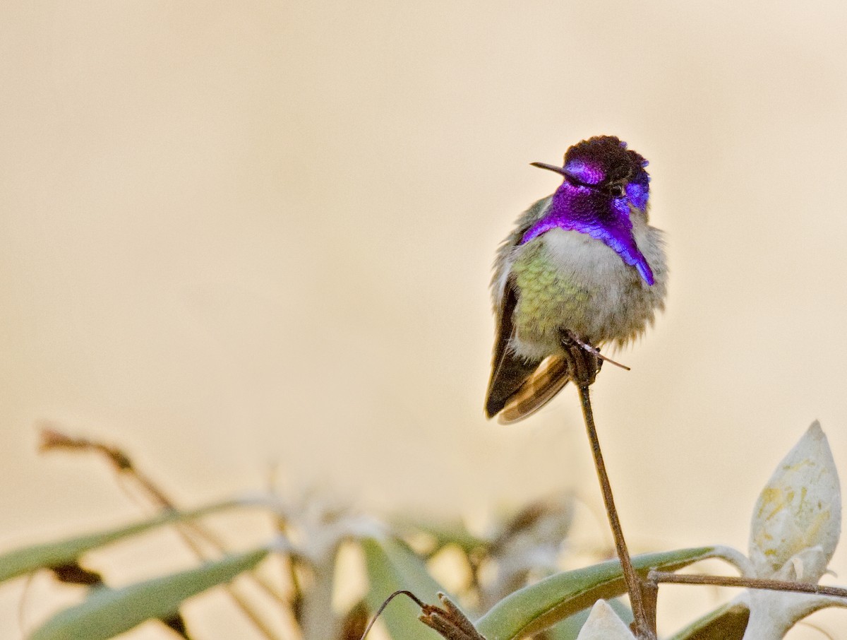 Costa's Hummingbird - ML421511551