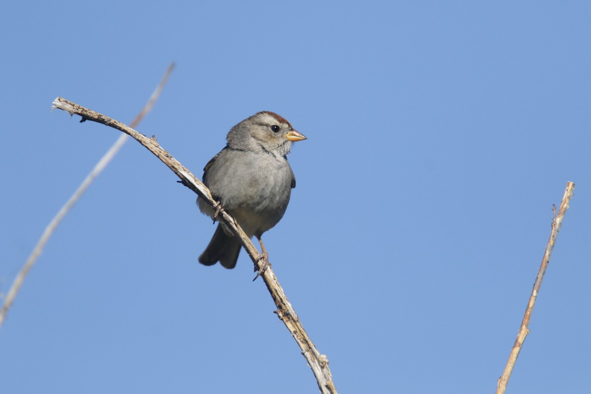 White-crowned Sparrow - ML421528581