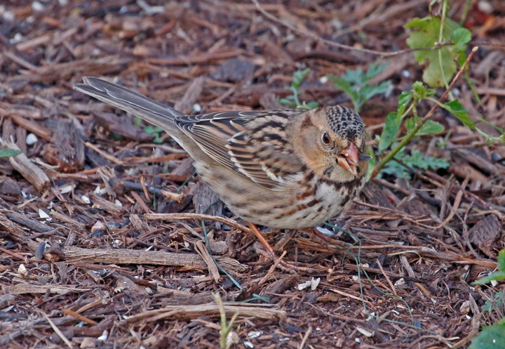 Harris's Sparrow - ML42153711