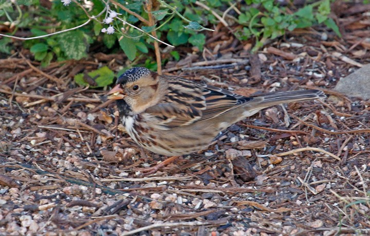 Harris's Sparrow - ML42153721