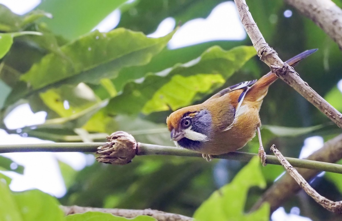 Black-throated Parrotbill (Buff-breasted) - ML421537761