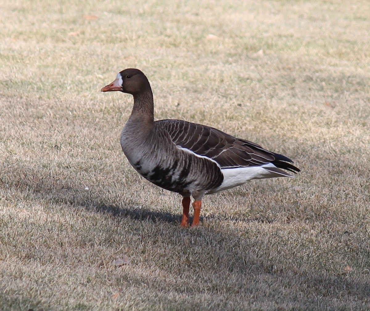 Greater White-fronted Goose - Kathryn Hart