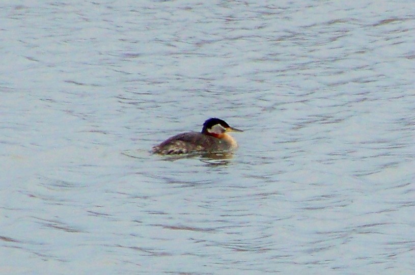 Red-necked Grebe - ML42155181