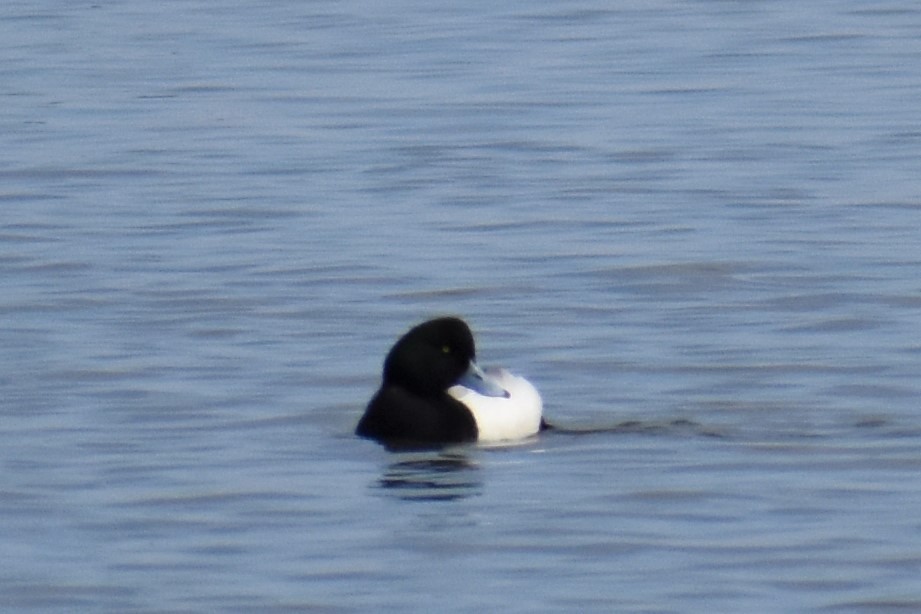 Greater Scaup - ML421552991