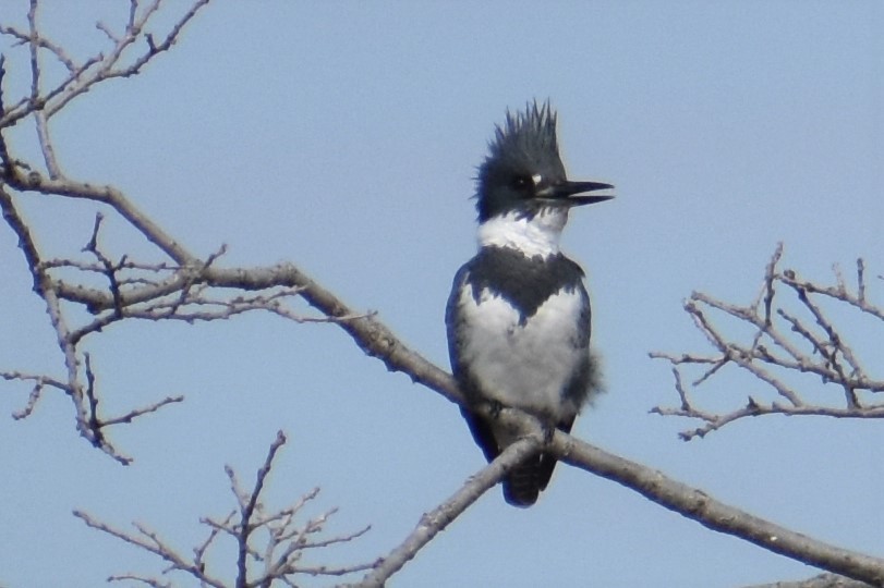 Belted Kingfisher - ML421553051