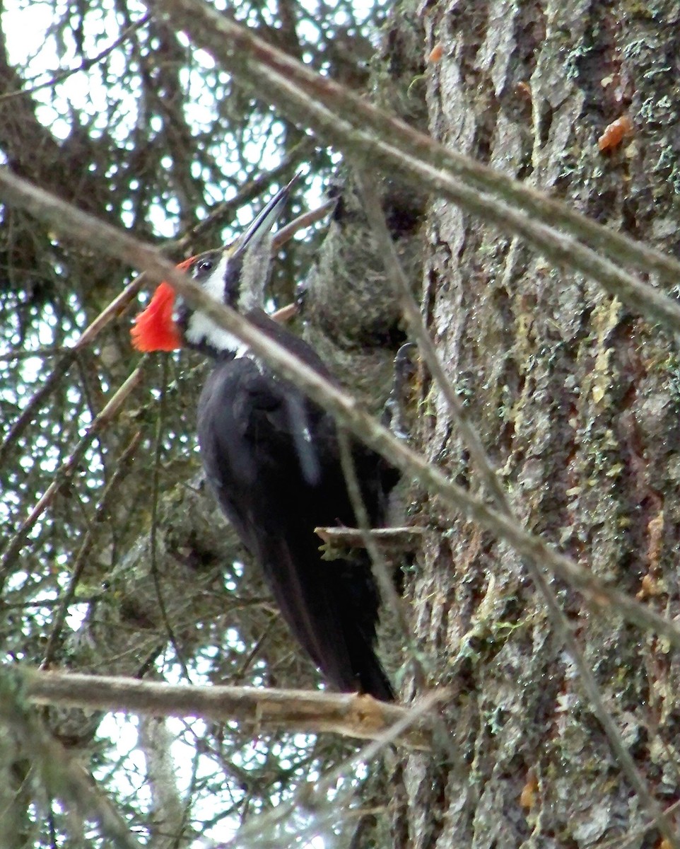Pileated Woodpecker - Philip Kline