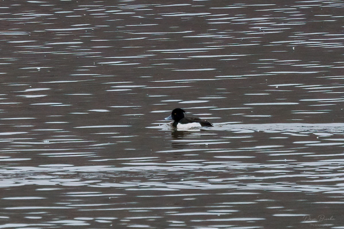 Tufted Duck - ML421560421