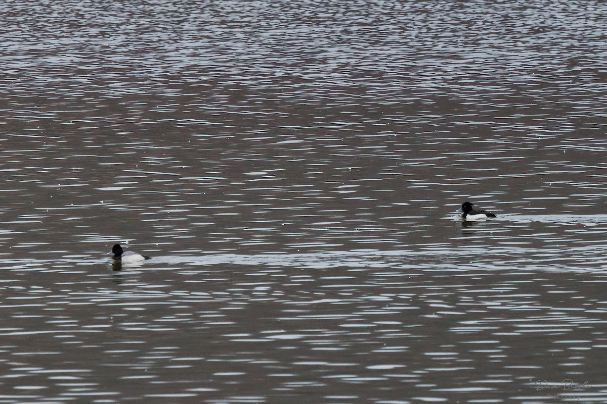 Tufted Duck - ML421560461